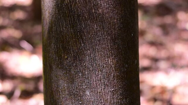 agarwood tree, Agarwood tree in the plant,Thymelaeaceae tree raw material for making perfume