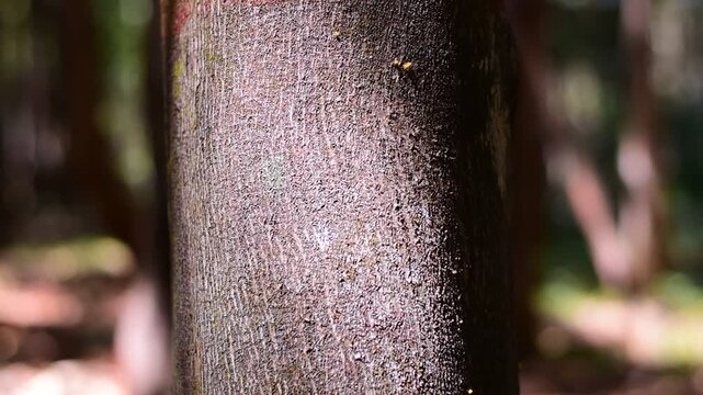 agarwood tree, Agarwood tree in the plant,Thymelaeaceae tree raw material for making perfume