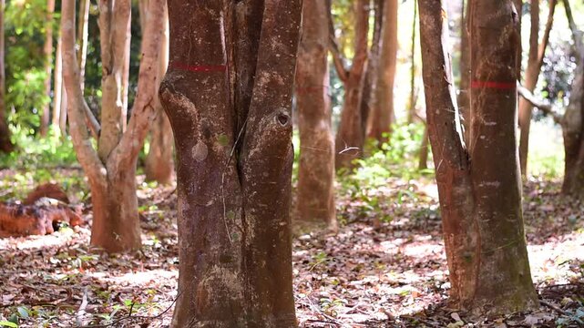 agarwood tree, Agarwood tree in the plant,Thymelaeaceae tree raw material for making perfume
