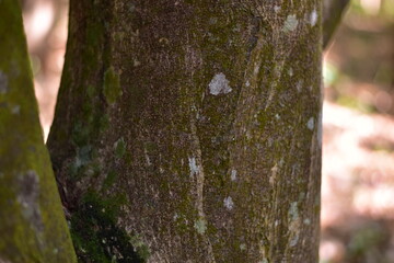 Fototapeta premium agarwood tree, Agarwood tree in the plant,Thymelaeaceae tree raw material for making perfume