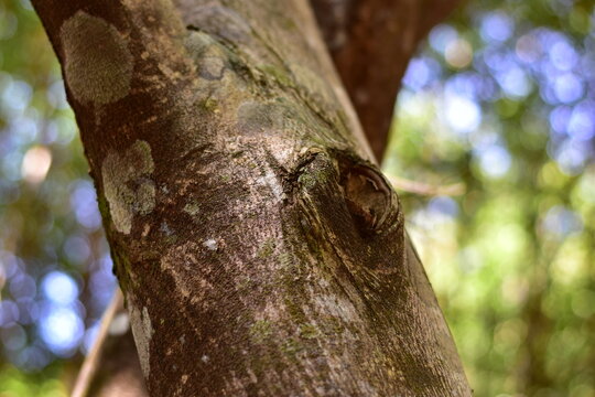 agarwood tree, Agarwood tree in the plant,Thymelaeaceae tree raw material for making perfume