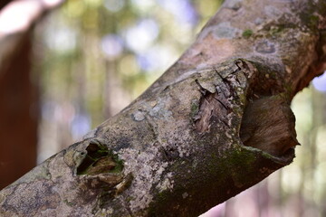 Fototapeta premium agarwood tree, Agarwood tree in the plant,Thymelaeaceae tree raw material for making perfume