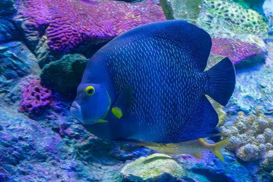 French angelfish,Pomacanthus paru, swimming in front of colorful corals at the Loro Parque Tenerife aquarium in Spain