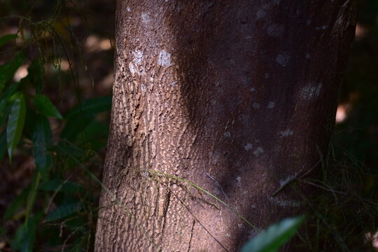 agarwood tree, Agarwood tree in the plant,Thymelaeaceae tree raw material for making perfume