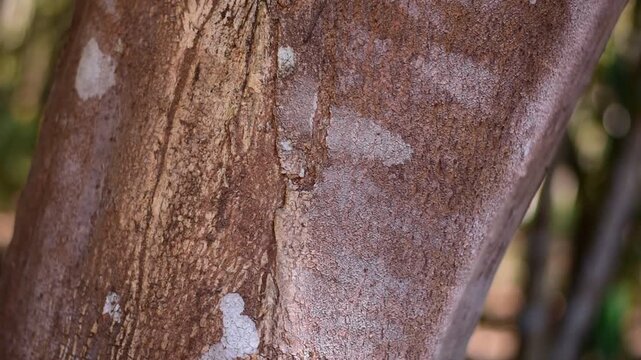 agarwood tree, Agarwood tree in the plant,Thymelaeaceae tree raw material for making perfume