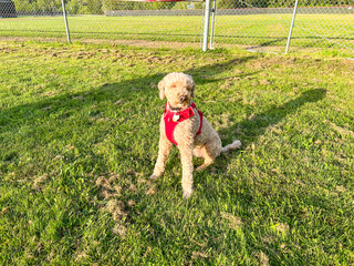 Mocha Australian Labradoodle