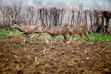 roe deer in UNESCO Maasheggen in the Netherlands