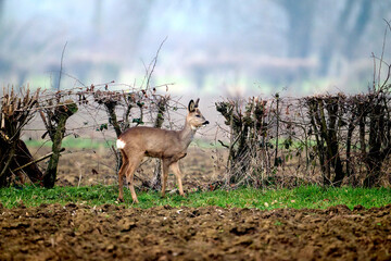 roe deer in UNESCO Maasheggen in the Netherlands