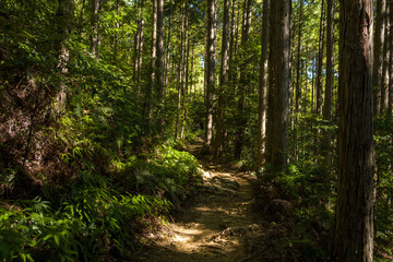 Obraz premium A narrow dirt trail winds through tall cedar trees and lush undergrowth in the Kumano Kodo forest, with sunlight casting patterns on the shaded ground.
