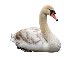 Fototapeta premium Young waterfowl with mottled plumage rests serenely against a stark white background