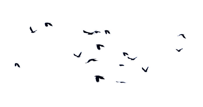 A flock of birds flying in the sky isolated on a white background.