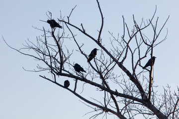 Fototapeta premium A group of five black birds are sitting on a tree branch