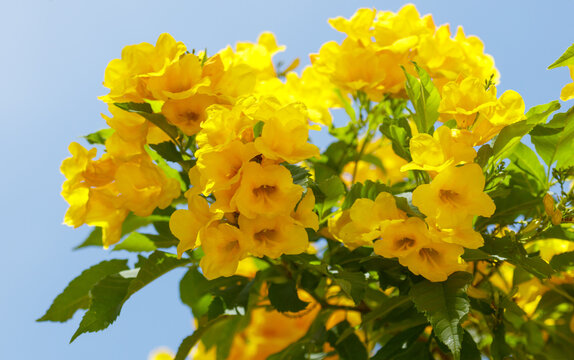 A yellow flower with a green stem