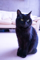 お座りをする黒猫