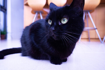 お座りをする黒猫