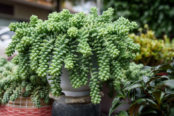 Lush, trailing Sedum morganianum (burro's tail) with plump, light green leaves cascades from a white pot, showcasing its succulent beauty. © YOUMING VISION