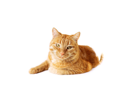 The red-haired cat lies and looks amiably at the camera