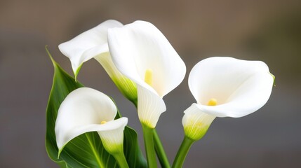 Elegant White Calla Lilies with Green Foliage on Soft Neutral Background for Modern Decor and Floral Arrangements