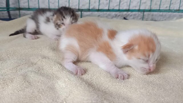 Static indoor terrace footage showing two five day old newborn kittens inside a nesting cage. One kitten produces soft meowing sounds while another kitten responds with quieter vocal sounds, showing e