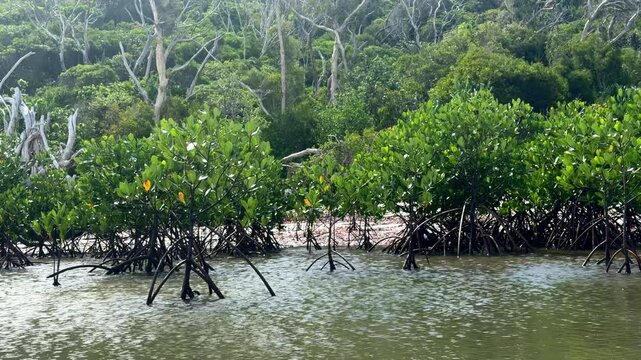 Low tide view of red mangrove Rhizophora stylosa with exposed prop roots resting on muddy substrate. Intertidal mangrove habitat showing root systems, sediment, and coastal wetland ecology.