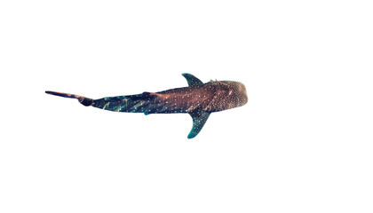 Obraz premium Extreme high-resolution aerial drone perspective of a majestic whale shark, highlighting its distinctive textured skin and graceful movement from above