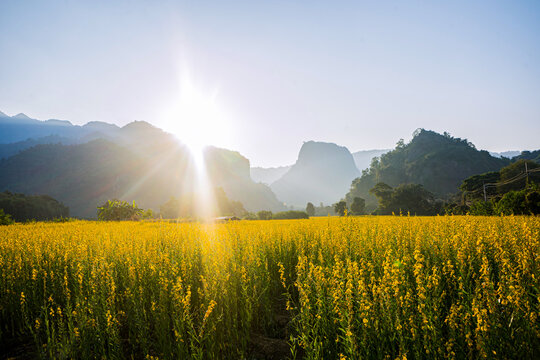 Photograph of a sunn hemp field with the mountains of Doi Nang Non in the background. 