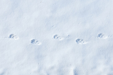 Obraz premium Wildcat tracks in the snow
