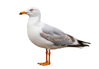 Obraz premium Detailed profile view of a mature white and gray seabird standing against a white background