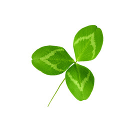 Green shamrock clover isolated on transparent background. St patricks day