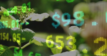 Displaying leafy plant with serrated leaves, pale flower cluster in garden, with LED dollar digits