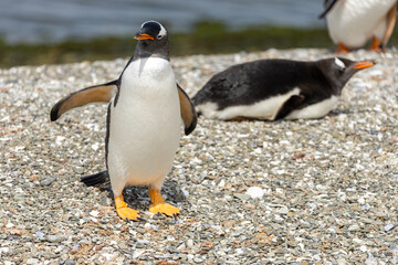 Fototapeta premium A Gentoo Penguin (Pygoscelis) on rocks on a beach.