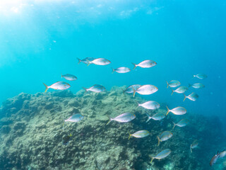 Obraz premium キビナゴの大群を襲う迫力あるカンパチ（アジ科）の群れ。 英名学名：Greater Amberjack (Seriola dumerili) Silver-Stripe Round Herrings (Spratelloides gracilis) 他。 ヒリゾ浜南伊豆町中木 静岡県伊豆半島-2025 日本有数のシュノーケリングスポット。 夏の数カ月間だけ渡し船で行ける。 水質透明度魚影が素晴らしい