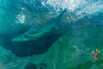 Fototapeta premium Grey reef shark, Carcharhinus plumbeus, swimming above the underwater tunnel at Loro Parque Tenerife, Canary Islands, Spain