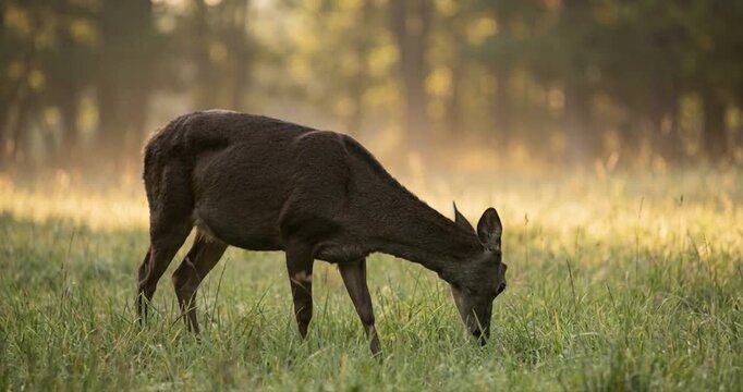 Deer grazing in sunlit meadow wildlife animal nature