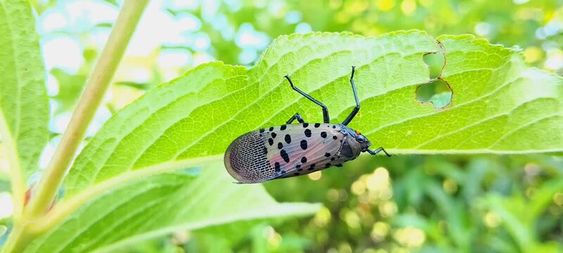 Spotted lanternfly (Lycorma delicatula) adult resting on a green leaf. Close-up of invasive insect pest causing agricultural damage in nature.