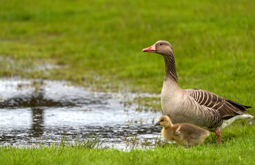 Fototapeta premium Duck with the ducklings in the grass near water 