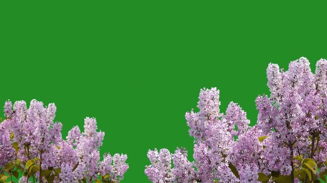 light pink lilac on a green screen