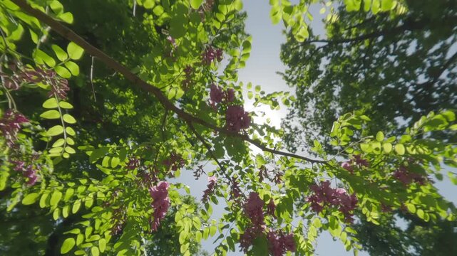 Bottom view of deep-pink flowers of a blooming Rose Acacia or Bristly Locust (Robinia hispida) backlit by the bright spring sun