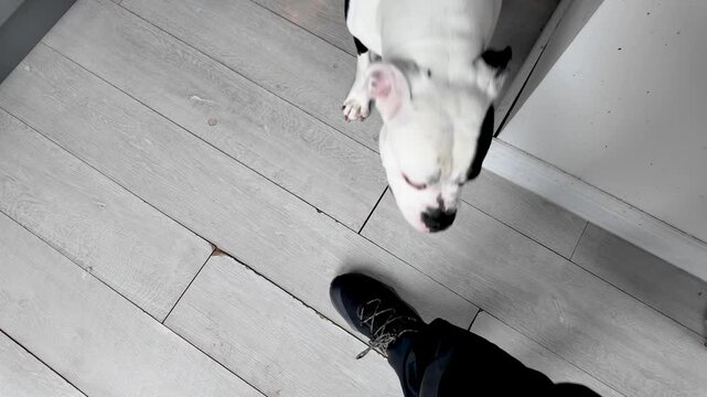 American Bulldog Smelling Person'S Shoe On Wooden Floor Alapaha Breed Dog Interacting With Human Pet Sniffing Footwear Indoors Domestic Animal Behavior.