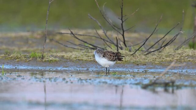 A Little Stint (Calidris minuta) searching for food in shallow water and preening its feathers.