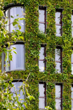 Urban building facade with windows and ivy greenery forming climbing pattern in architecture that supports sustainability through green vertical design