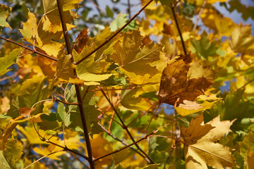 Fototapeta premium Yellow maple leaves on branches in autumn