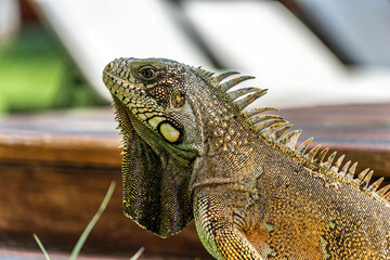 Fototapeta premium The Green Iguana, Iguana iguana, is a large species of lizard native to Central and South America.