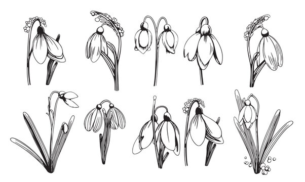 snowdrop flower graphic
