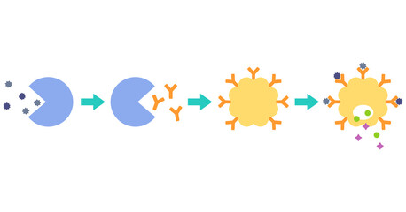 アレルギー発症のしくみ　花粉症のメカニズム