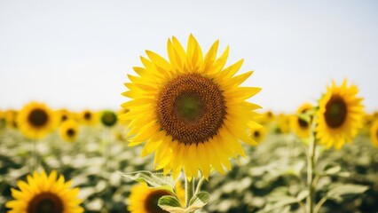 Sunflower in focus within a blurred field of sunflowers against a bright sky