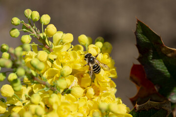 Yellow flowers and a bee