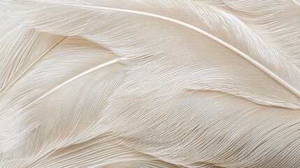 downy. Close-up detail of a white feather showcasing natural plumage texture on neutral backdrop. wildlife magazines, conservation campaigns, designed for wildlife conservation campaigns.