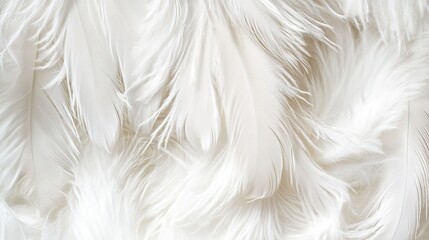 Fototapeta premium downy. Close-up detail of a white feather showcasing natural plumage texture on neutral backdrop. wildlife magazines, conservation campaigns, designed for wildlife conservation campaigns.