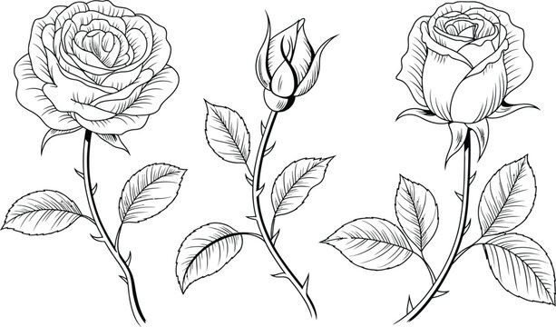 Hand drawn thorny rose stems with leaves and open blossoms for botanical studies or coloring purpose